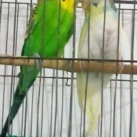 مرغ عشق نرماده