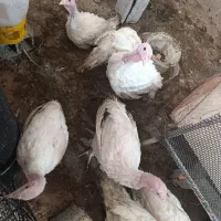 بوقلمون دو ماهه نژاد بیوتی