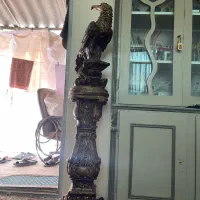 مجسمه عقاب کنار سالنی