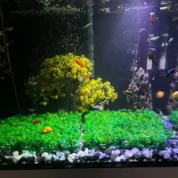 اکواریوم ریملس