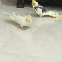 عروس هلندی جفت