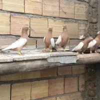 کبوتر|پرنده|قره ضیاالدین, |دیوار