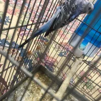 مرغ عشق نر|پرنده|تهران, نعمتآباد|دیوار