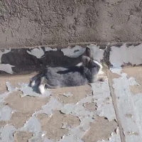 فروش حیوان خانگی|موش و خرگوش|دشتابی, |دیوار