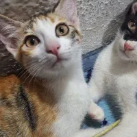 واگذاری گربه رایگان