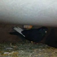 یک جفت کفتر|پرنده|فیروزکوه, |دیوار