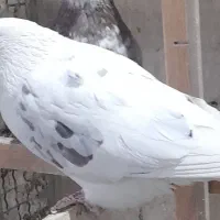 کبوتر پرشی|پرنده|تهران, شهر زیبا|دیوار