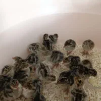 جوجه غاز جوجه بوقلمون و جوجه گلین و مرندی|حیوانات مزرعه|آمل, |دیوار