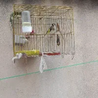 پرنده سهره