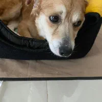 سگ آشپیتز ماده|سگ|رشت, گلسار|دیوار