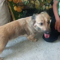 سگ پاکوتاه به اسم فندق.یک ساله