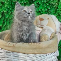 توله بریتیش مو کوتاه