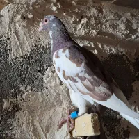 پرشی|پرنده|فیروزه, |دیوار