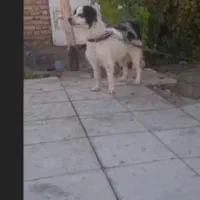 سگ پا کوتاه نر