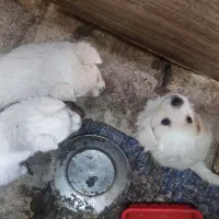 سک نژاد دار|سگ|جهرم, |دیوار