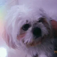 شیتزو سوپر فلت نر دوساله2تومن|سگ|قم, پردیسان|دیوار