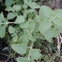 گل وگیاه طبیعی قیمت مناسب|گل و گیاه طبیعی|برازجان, |دیوار