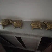 چهارعددلاک پشت