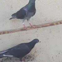 سه جفت کبوتر پلاکی|پرنده|باقرشهر, |دیوار