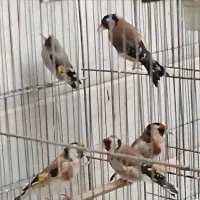 سهره ماده|پرنده|تهران, مینای شمالی (مخبر)|دیوار