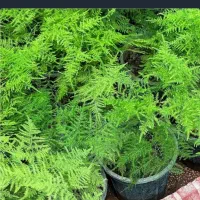 گل گردی یا شویدی