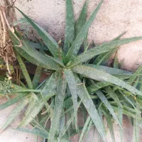 فروش گیاه آلوئه ورا توافقی به قیمت مناسب|گل و گیاه طبیعی|قم, زنبیل آباد|دیوار