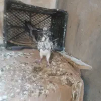 تعدادی کبوتر|پرنده|خورموج, |دیوار