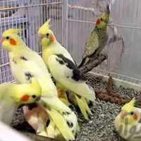 دنیای عروس هلندی دستی سخنگو نر ماده باضمانت ۵سال|پرنده|تهران, استاد معین|دیوار