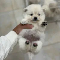 توله های پامر شیترو