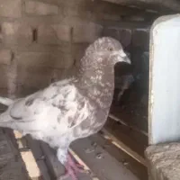 کفتر|پرنده|شهرضا, |دیوار