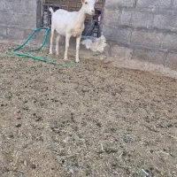 بزغاله سانن، الپاین، ماده|حیوانات مزرعه|خور (اصفهان), |دیوار