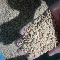 گندم دیم|خوردنی و آشامیدنی|نوبران, |دیوار