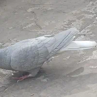 کبوتر|پرنده|شیراز, کوشک میدان|دیوار