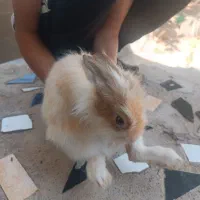 سلام یک خرگوش حنایی ماده