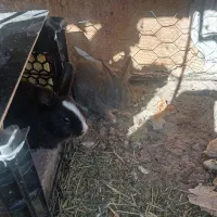 بچه خرگوش|موش و خرگوش|زاهدان, |دیوار