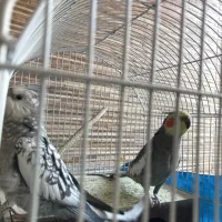 عروس هلندی|پرنده|تهران, گلستان (شهرک راه آهن)|دیوار