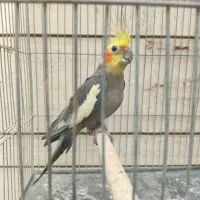 عروس هلندی نر طوسی بالغ