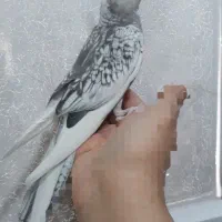 طوطی عروس|پرنده|رشت, رودباری|دیوار