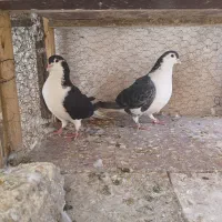 سیاه پشت دمگیر