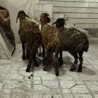 بره|حیوانات مزرعه|بروجرد, |دیوار