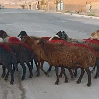 میش و کاور