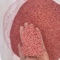 گندم پیشگام