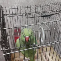 طوطی ملنگو|پرنده|دزفول, |دیوار