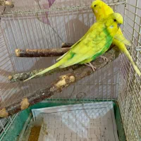 مرغ عشق انگلیسی گرید a