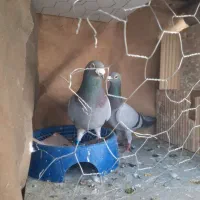 کفتر پلاکی