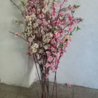 ۱۸ عدد گل شکوفه همیشه بهار