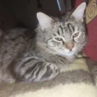 گربه نر خیلی مهربان و زیبا