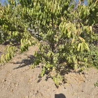 باغچه ۳۰۴ متری/چسب بافت /سهمیه آب|فروش زمین و ملک کلنگی|اسلامشهر, مطهری|دیوار