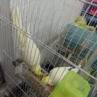 عروس هلندی لوتینو|پرنده|مشهد, هنرور|دیوار