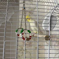 فروش عروس هلندی زیبا|پرنده|خرم‌آباد (تنکابن), |دیوار